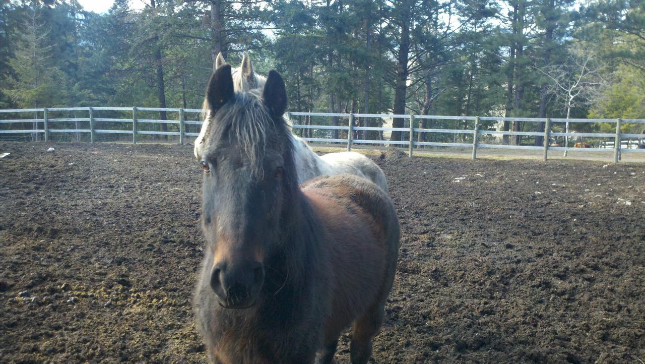 Lonesome Dove Ranch Bed & Breakfast Kalispell
